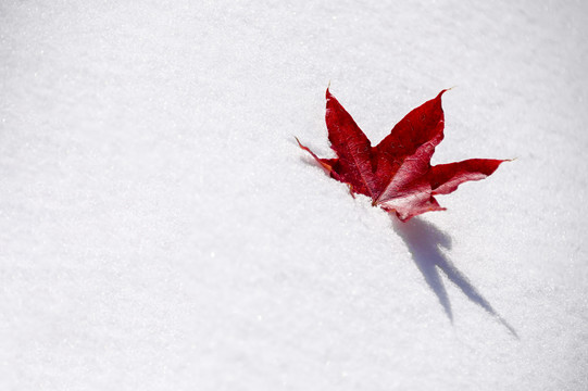 雪地里枫叶