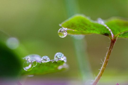 水珠