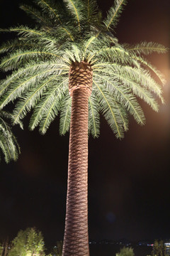 酒店椰子树