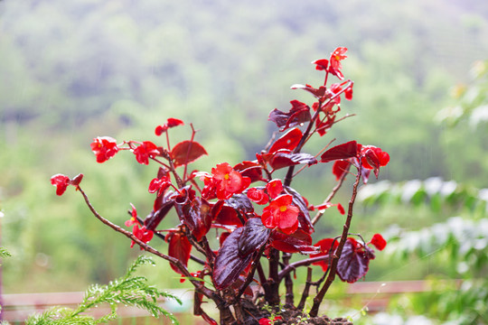 鲜红的花