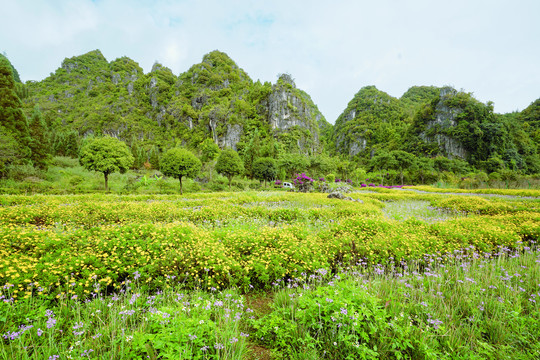 万峰林花海