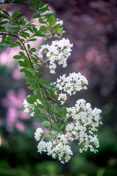 银薇花枝