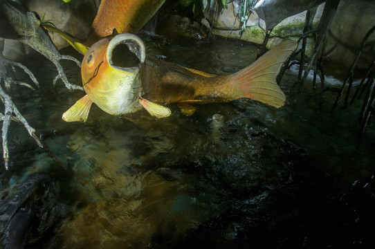 水池里的鲤鱼雕塑
