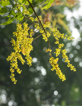 栾树花