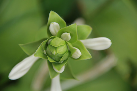 白色百合科植物