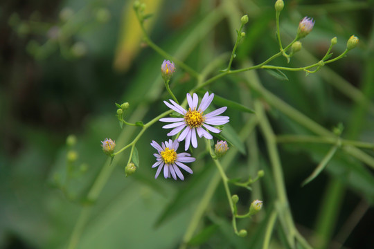 紫色小雏菊