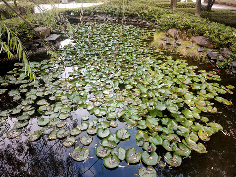 睡莲池