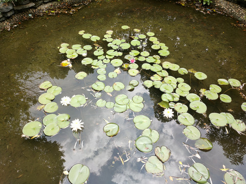 睡莲池