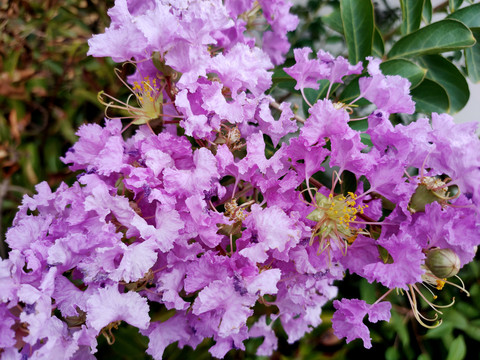 紫薇花特写