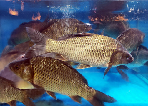 麻鲢