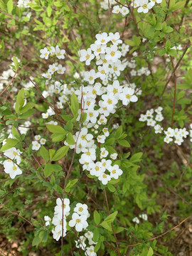 珍珠绣线菊