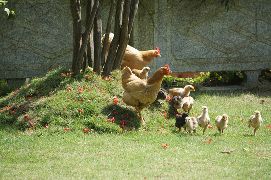 农家母鸡带小鸡觅食