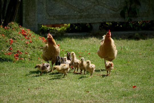 农家母鸡带一群小鸡觅食