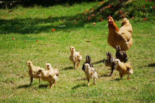 农村母鸡带一群小鸡觅食