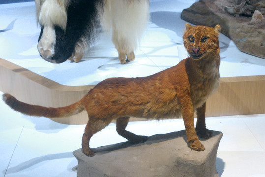 亚洲野生动物标本金猫