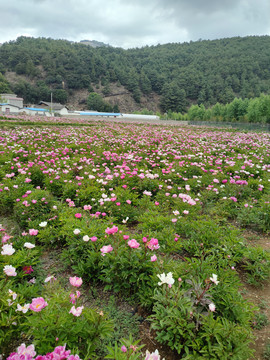 芍药花圃