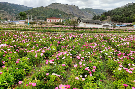 芍药花景点