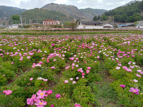 芍药种植