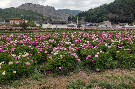 芍药花圃