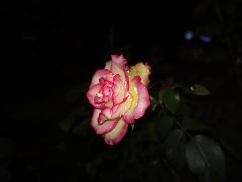 月季花