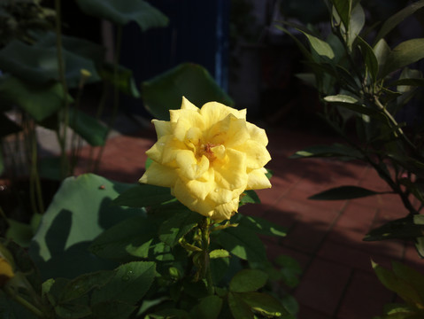 月季花