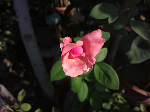 月季花