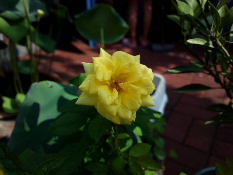 月季花