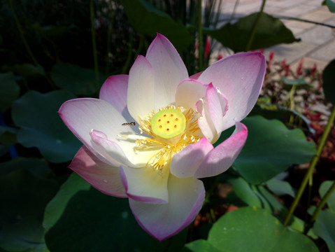 荷花