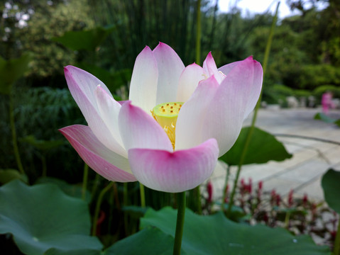 荷花