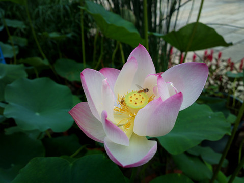 荷花