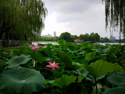 大明湖夏雨荷