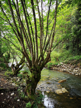 山中小河