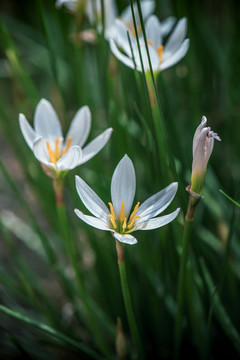 葱莲花