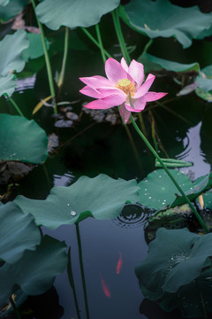 雨中荷花