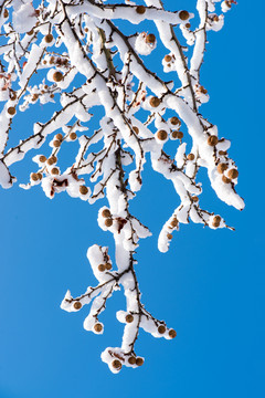 树枝上的积雪