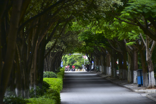 云南蒙自市区道路绿树成荫