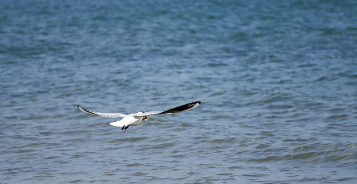 掠海飞行的海鸥