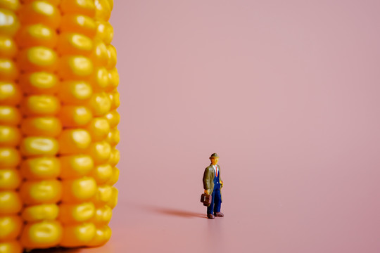 微缩模型之玉米