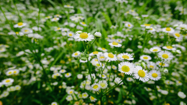 雏菊