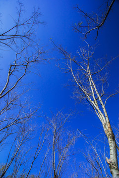 蓝天树木树干