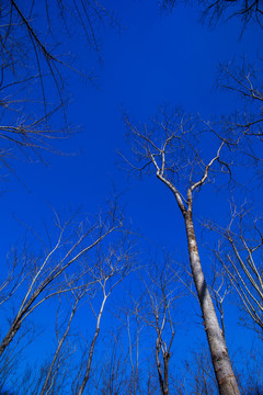 蓝天树木树干
