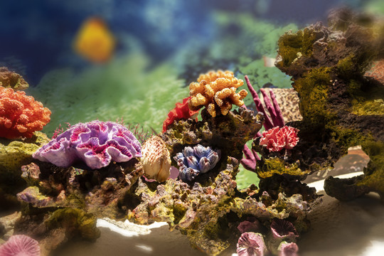 海底彩色珊瑚礁