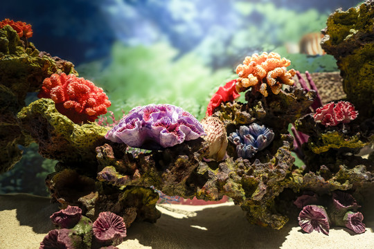 彩色珊瑚礁背景