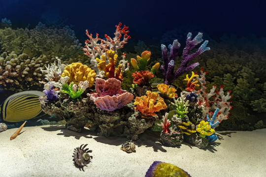 海底彩色珊瑚礁摄影
