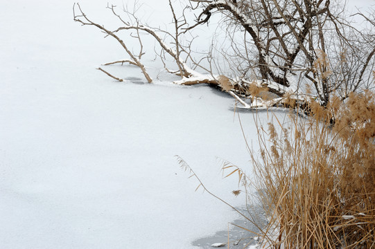 下雪的池塘