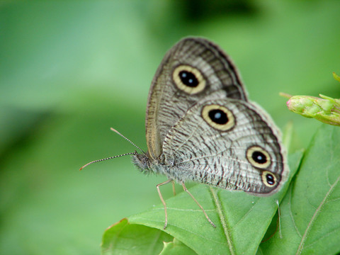 栖息在绿叶上的一只密纹矍眼蝶