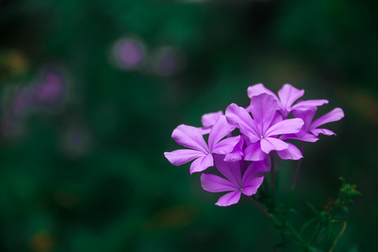 蓝雪花特写镜头