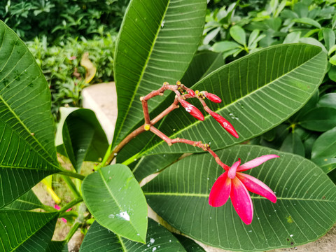 红鸡蛋花