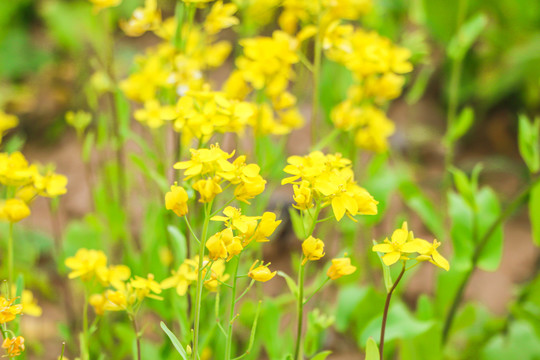 油菜花