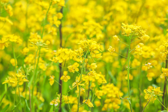 油菜花